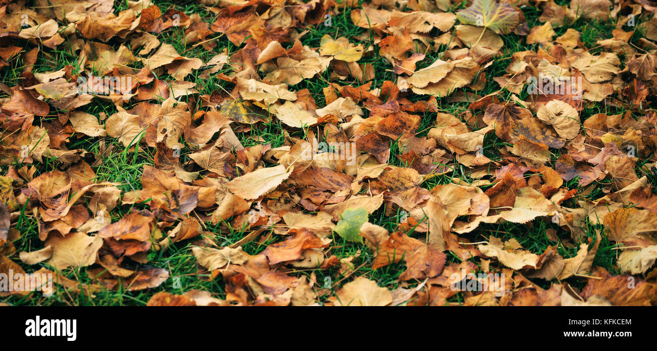 Des feuilles sèches d'érable tombé sur le sol à l'automne après la pluie Banque D'Images