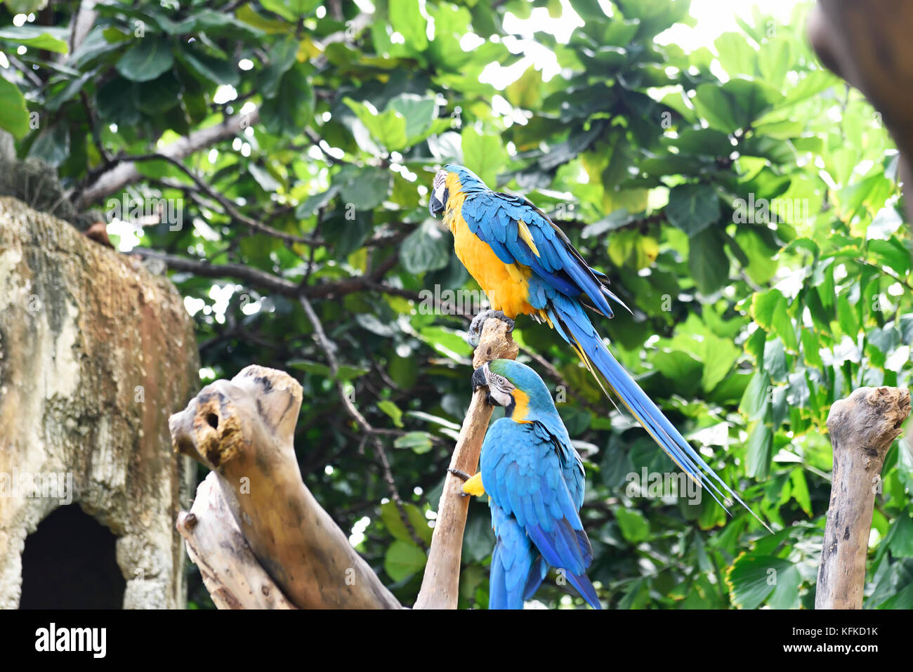 Beau bleu-et-jaune macaw (ara ararauna). L'une des espèces d'aras en Indonésie Banque D'Images