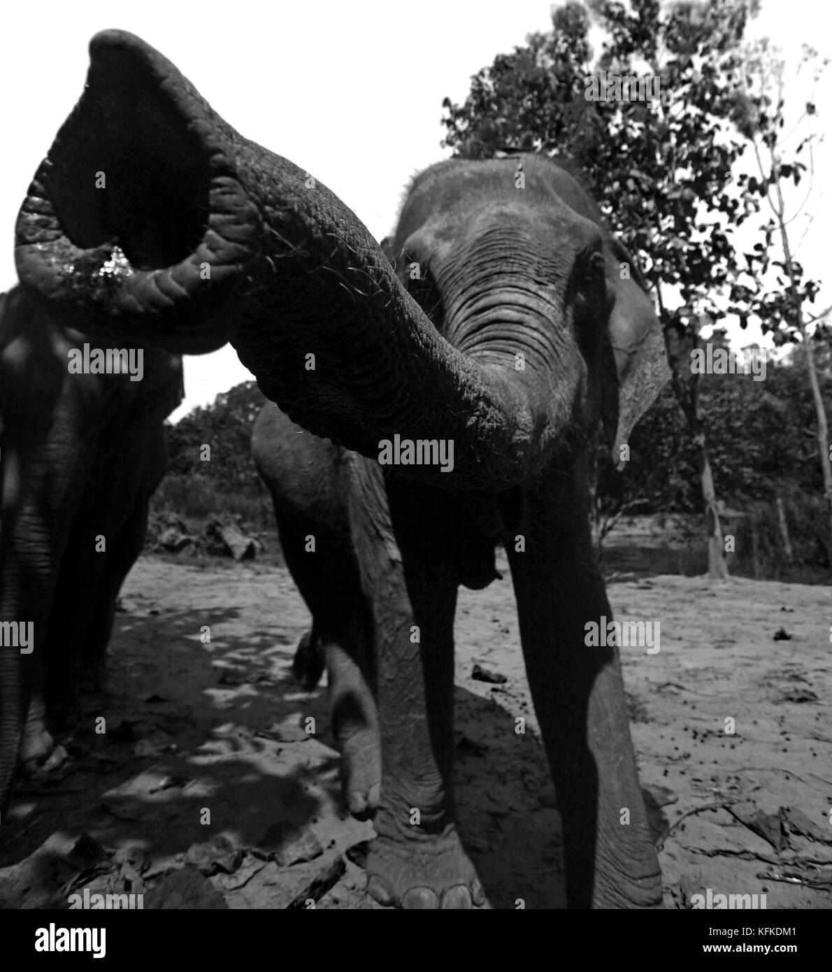 Mae Rim Thaïlande sanctuaire d'éléphants Banque D'Images