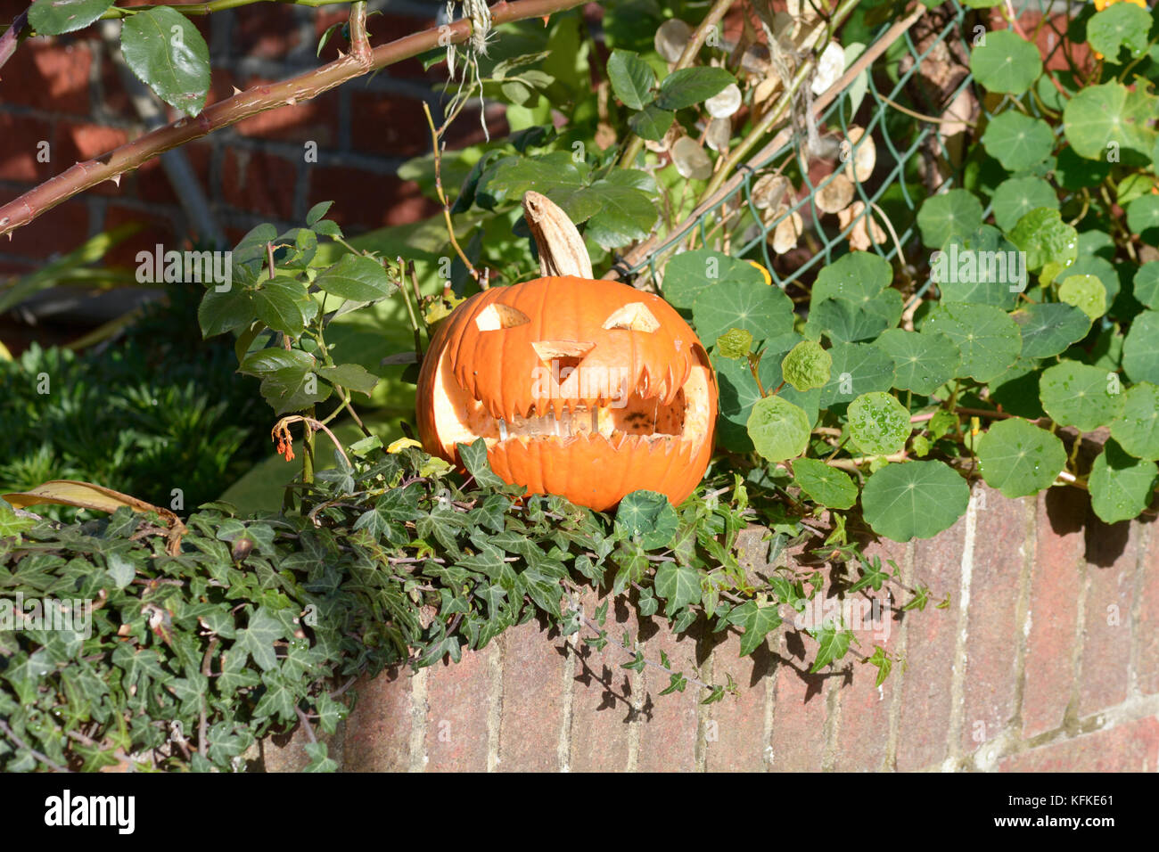 Pour l'halloween citrouille sculptée Banque D'Images