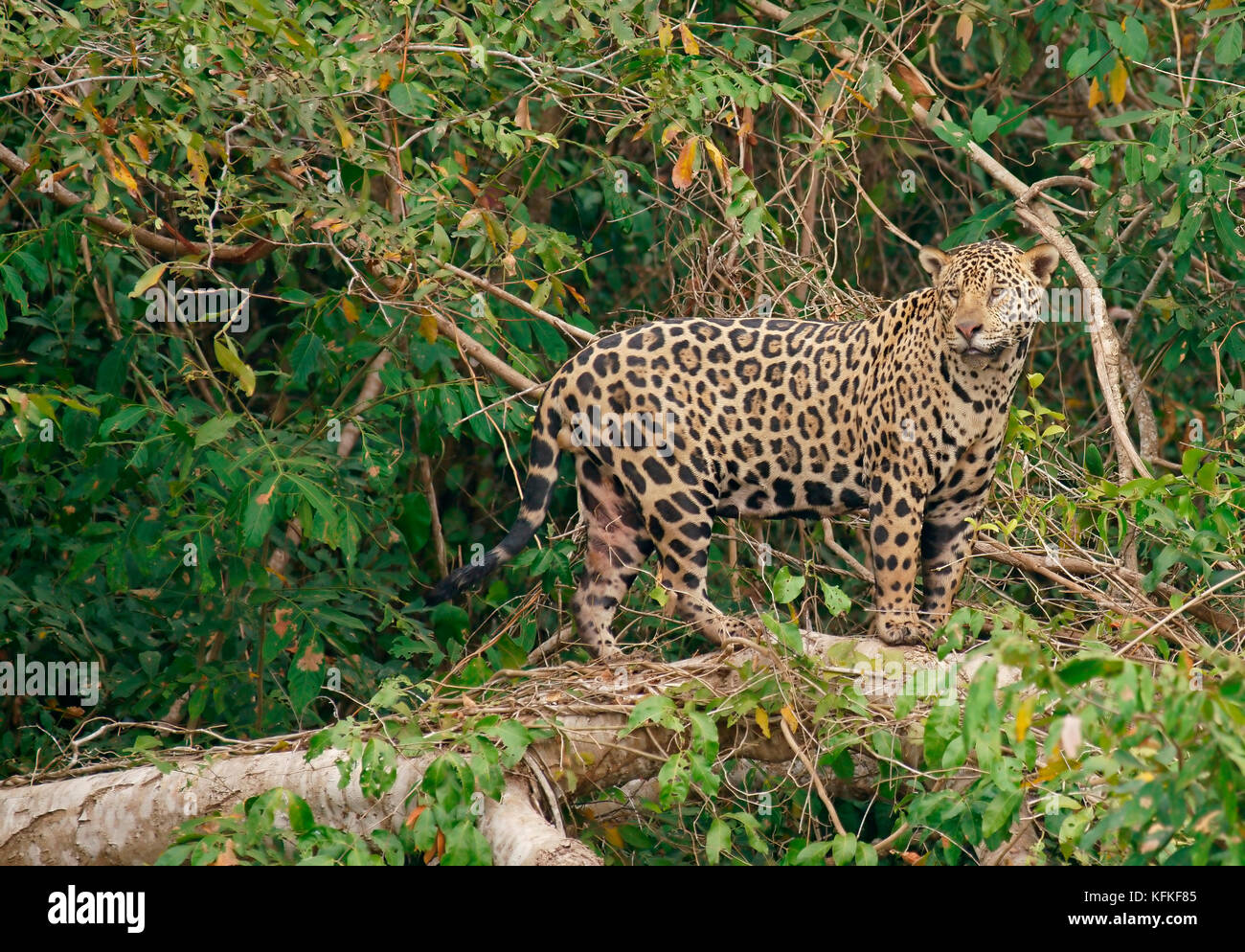 Jaguar (Panthera ONCA) cherche un tronc d'arbre, une végétation côtière dense, Pantanal, Mato Grosso, Brésil Banque D'Images