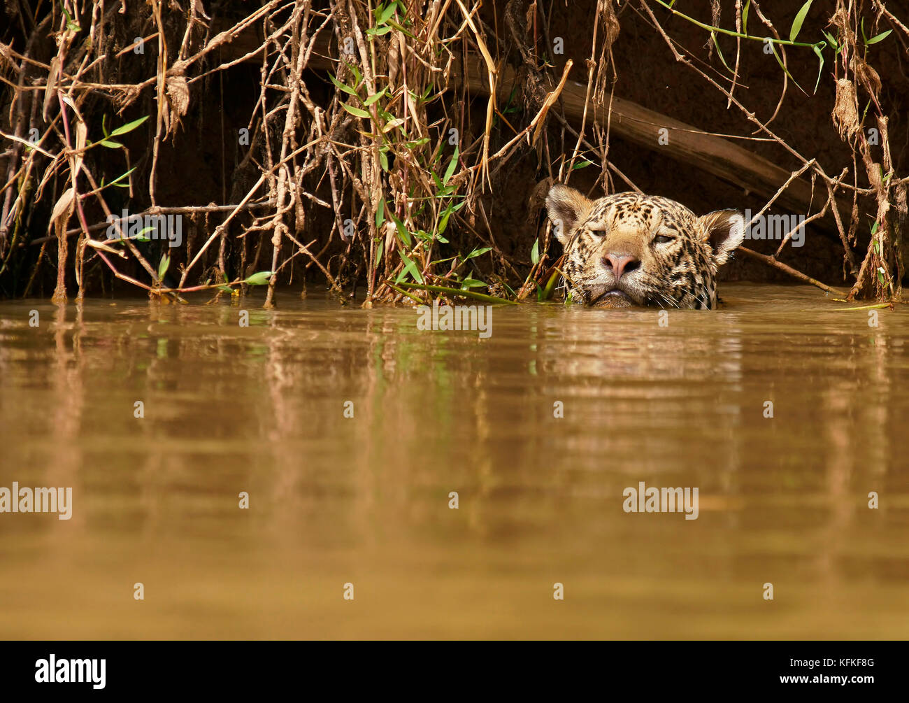 Jaguar (Panthera onca) se cache dans l'eau, Pantanal, Mato Grosso, Brésil Banque D'Images