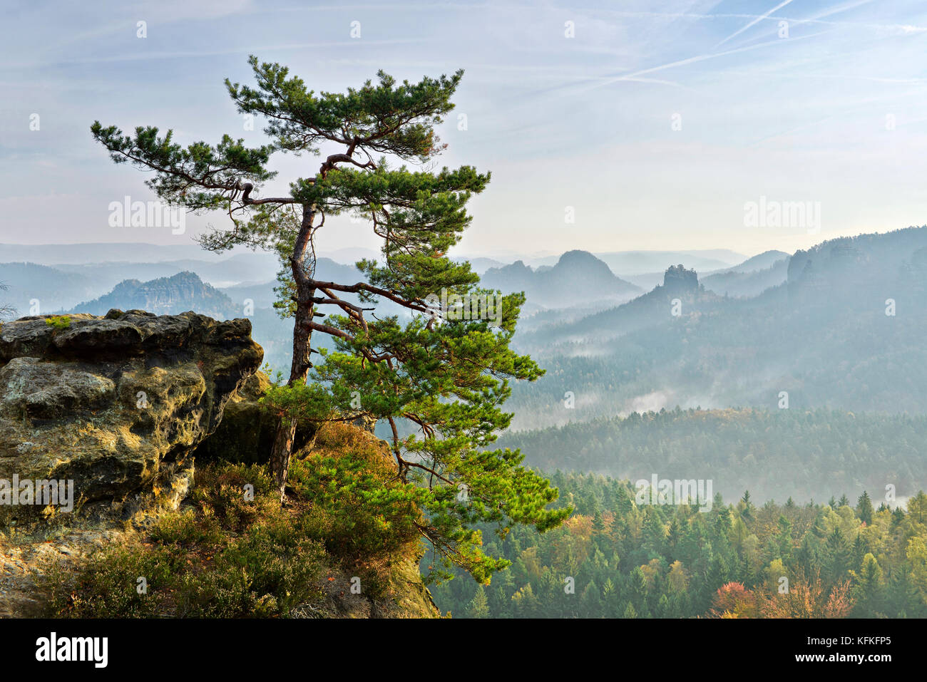 Vue de kleiner winterberg, Morning Mist, rock, pin des montagnes de grès de l'Elbe, la Suisse saxonne parc national, Saxe Banque D'Images