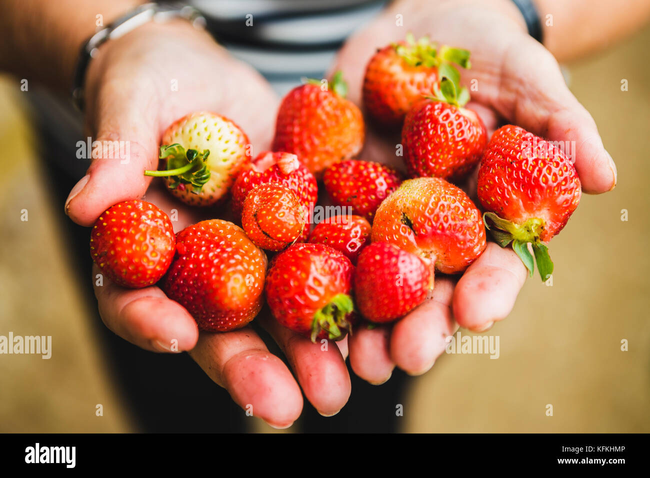 Vieille femme tenant des fraises sur ses mains Banque D'Images