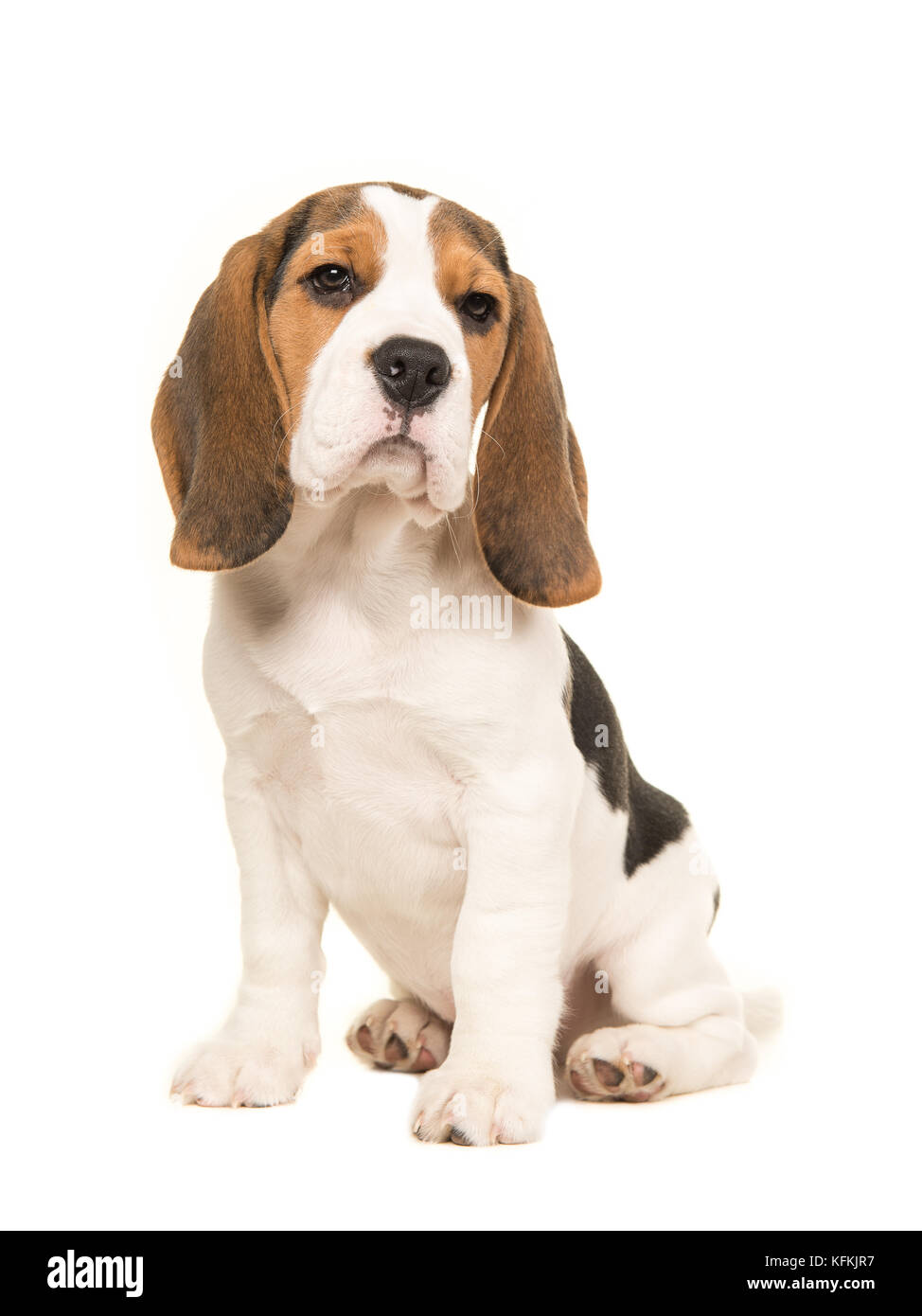 Mignon chiot beagle chien assis sur un fond blanc Banque D'Images