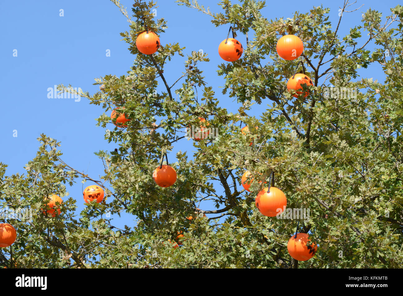 Lanternes en forme de citrouille suspendues dans un arbre pour Halloween Banque D'Images