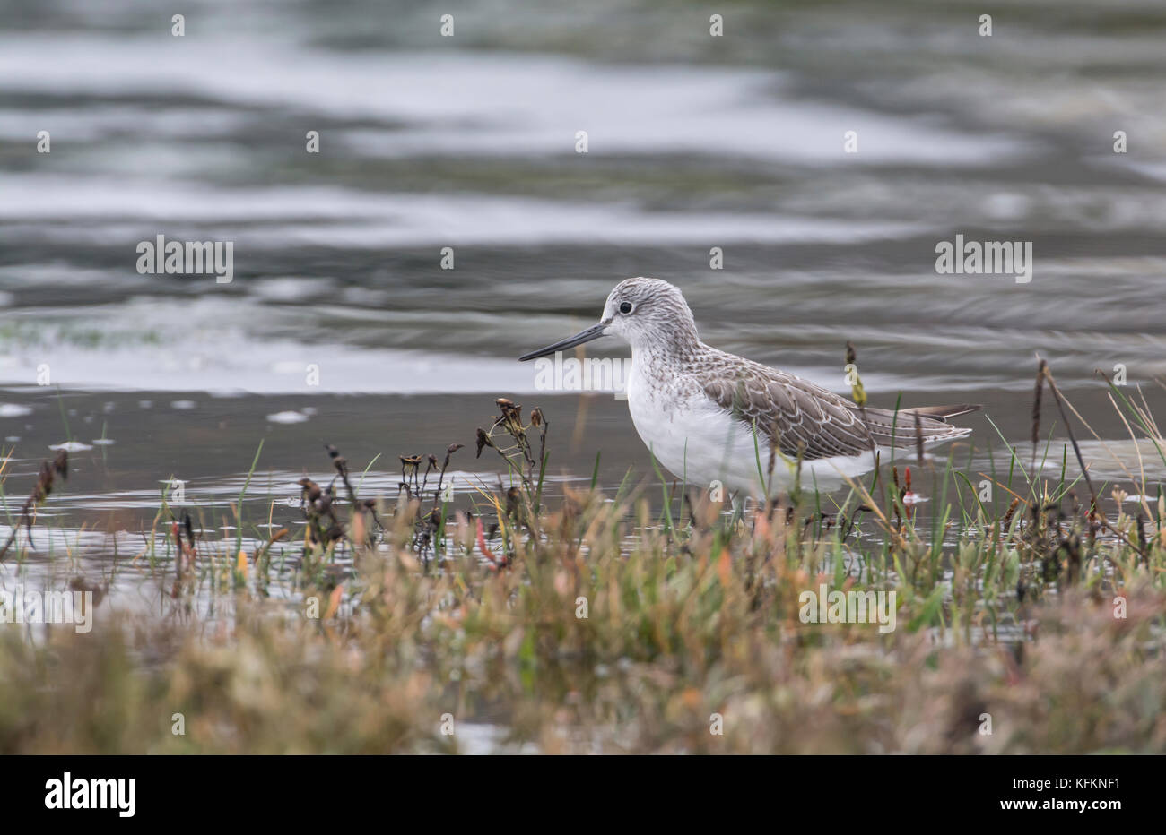 Chevalier aboyeur (Tringa nebularia) dans les vasières à marée haute Banque D'Images