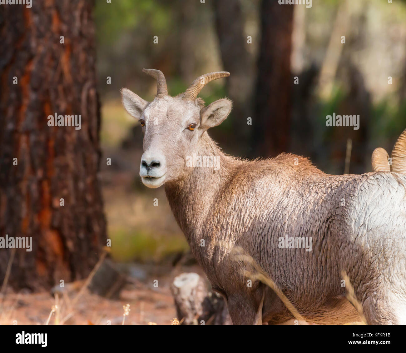 Mouflon Banque D'Images Mouflon Banque D'Images