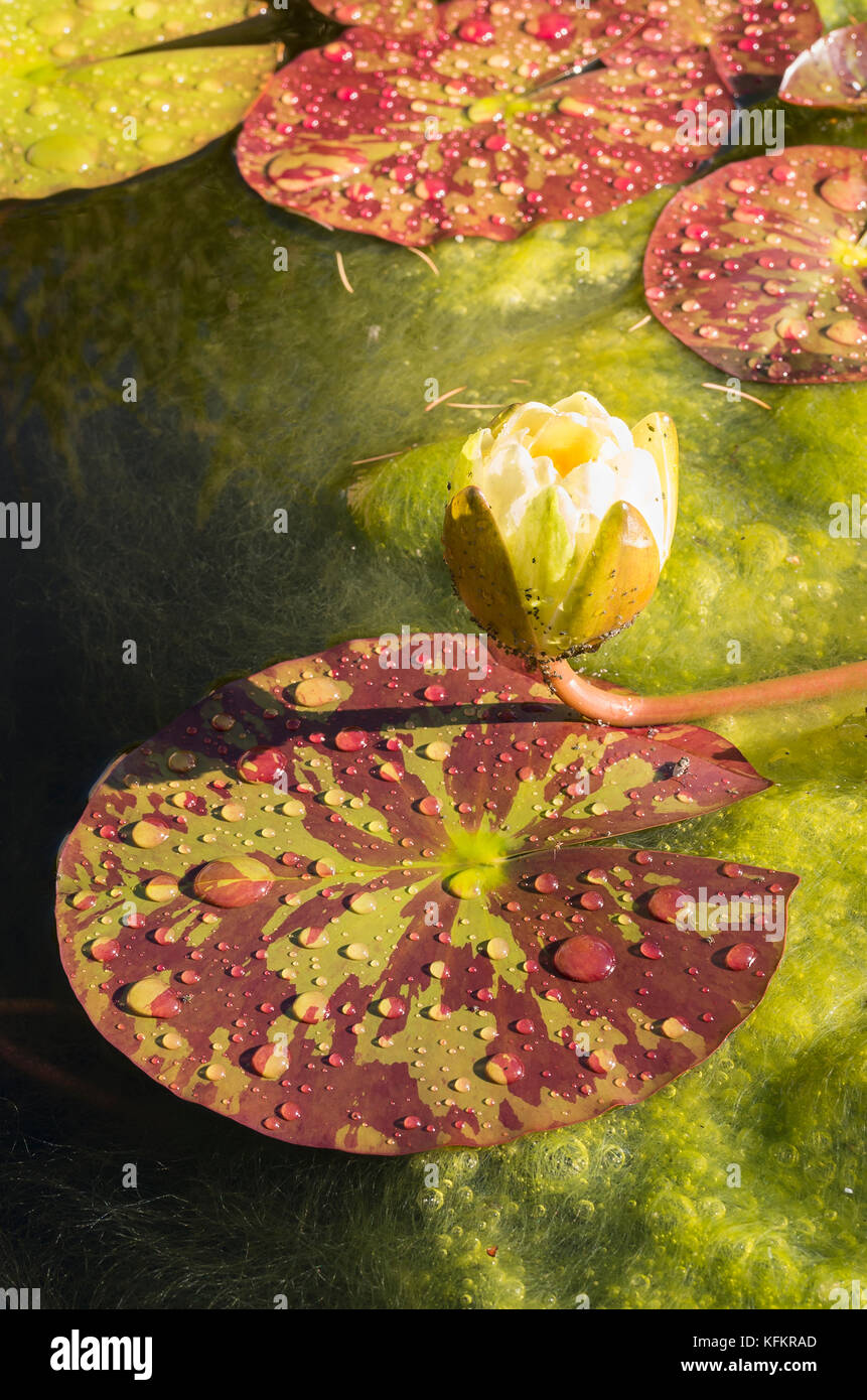 Water Lily pads et boutons floraux sur un petit jardin piscine dans UK Banque D'Images