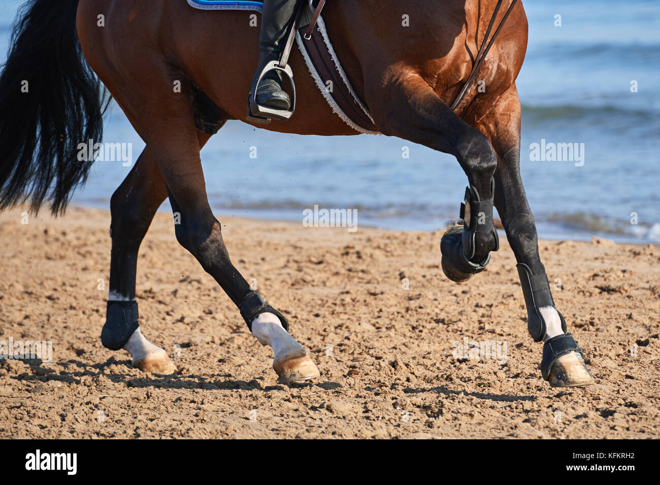 Détail d'un cheval au galop diapos sur la plage Banque D'Images