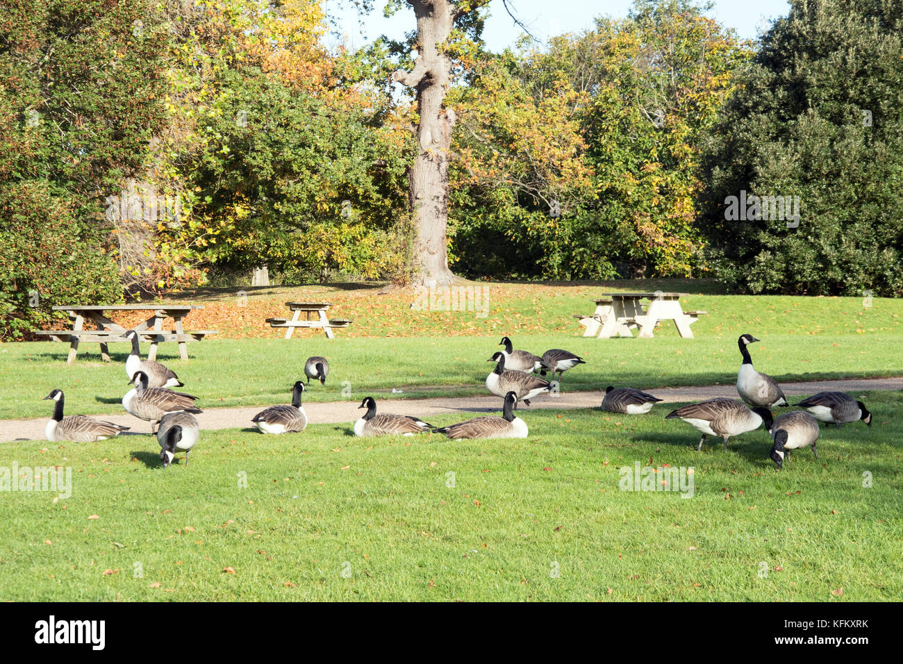 Mote park, Maidstone, Kent uk un drapeau vert attraction touristique sous le soleil d'octobre matin. Banque D'Images