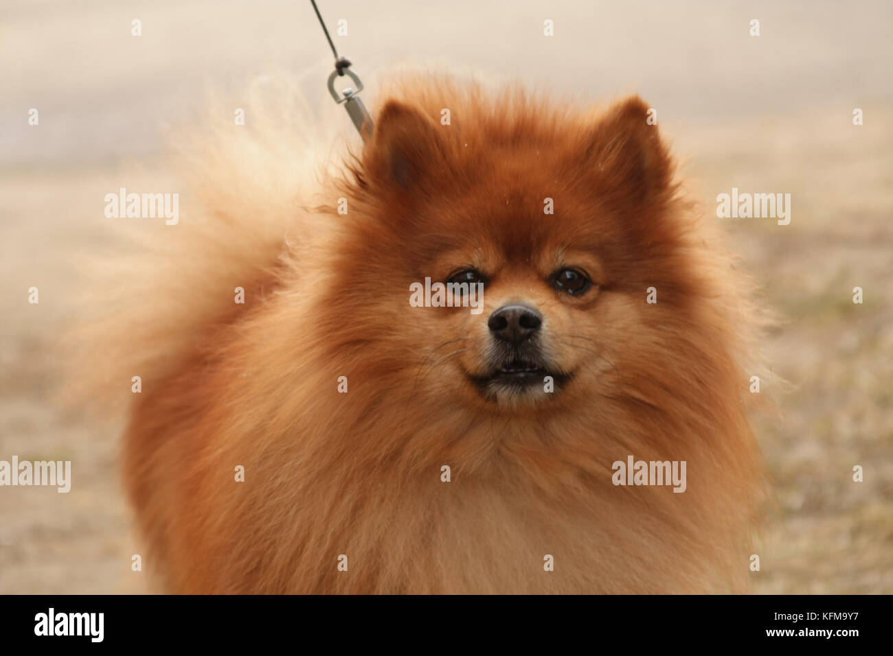 Funny race de chien shih tzu looking at the camera Banque D'Images