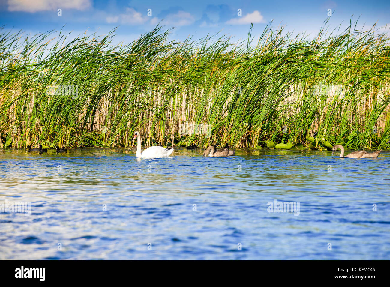 Le Delta du Danube, en Roumanie, deuxième plus grand delta de la rivière en Europe. Banque D'Images