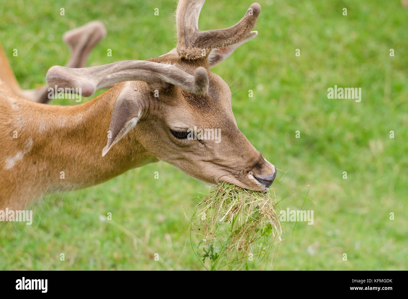 Peu jeune biche mange de l'herbe dans le pré Banque D'Images