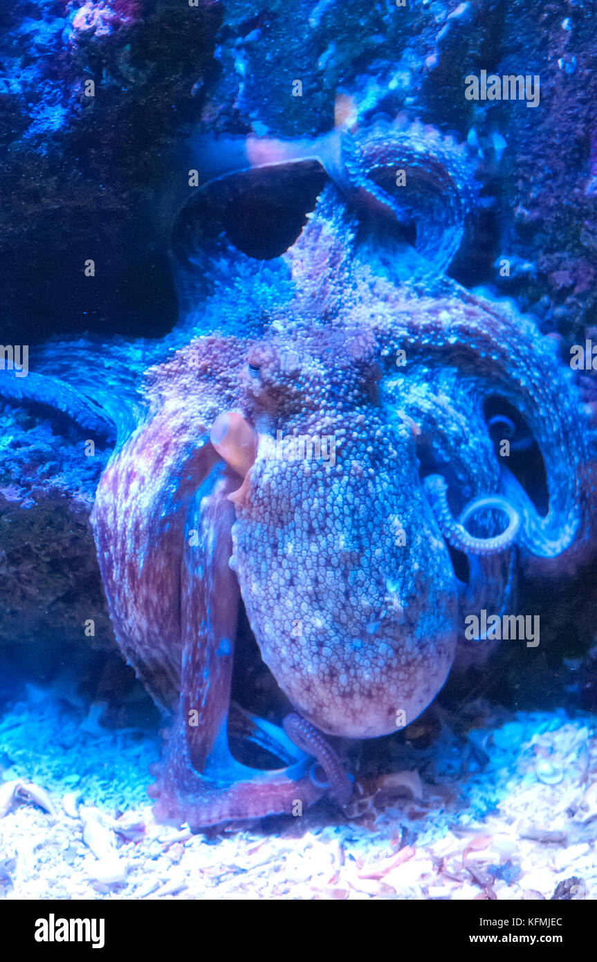 Pieuvre rose Banque de photographies et d�??images ?� haute r?�solution - Alamy