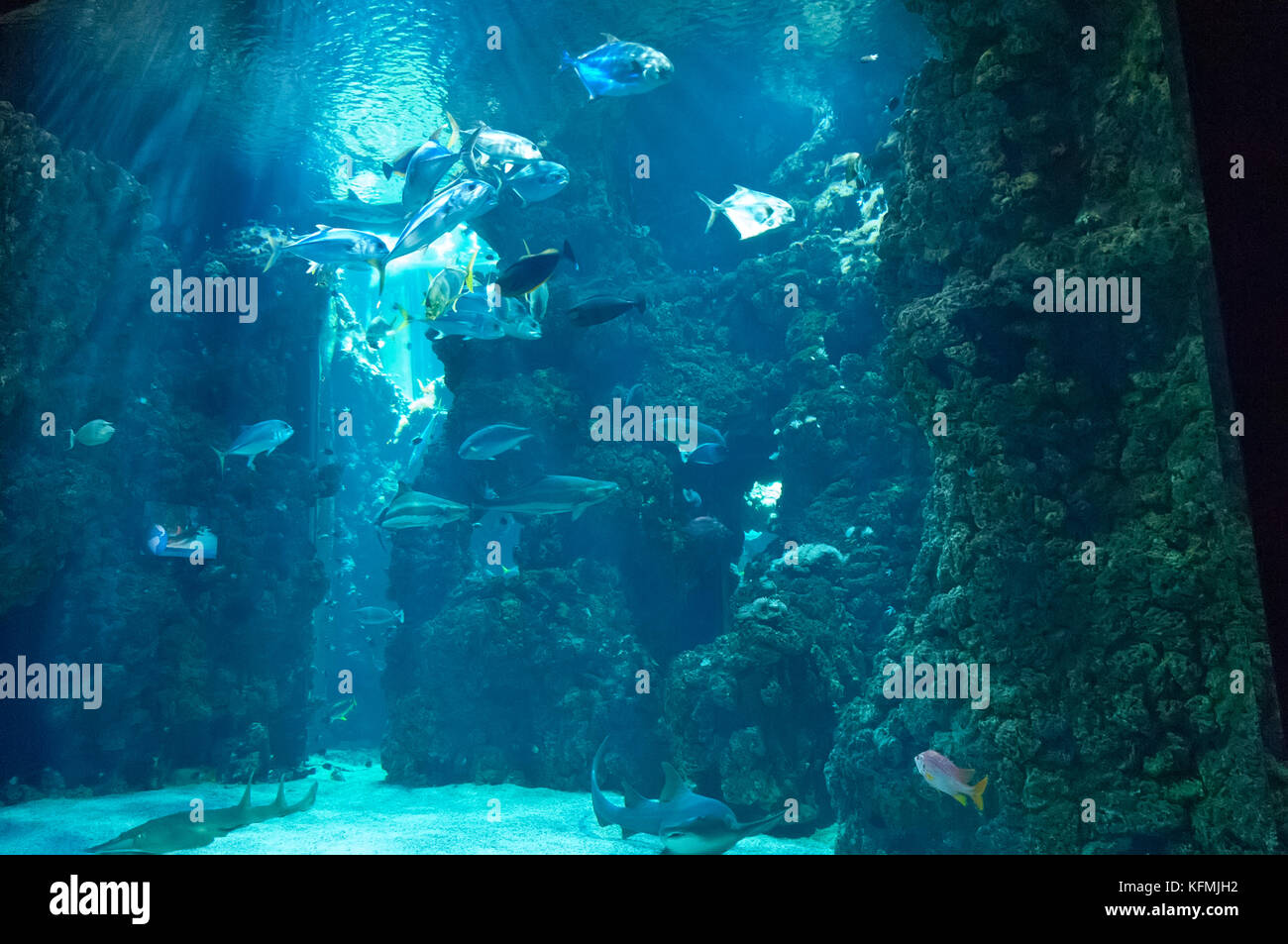 lagon-requin-au-mus-e-oc-anographique-de-monaco-photo-stock-alamy