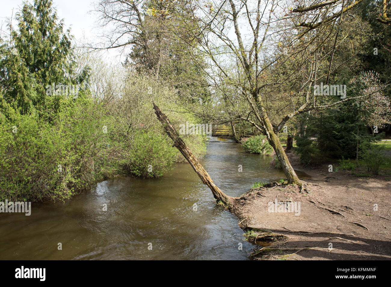 Publier avant la chute - arbres des deux côtés du ruisseau Fishtrap lynden dans parc de la ville étaient à la mi-avril en herbe. un accroc sur le bord est sur le point de tomber. Banque D'Images