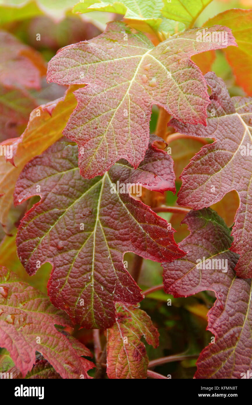 L'Hydrangea quercifolia 'Burgundy', un hortensia à feuilles de chêne, l'affichage d'un rouge profond d'automne feuillage dans un jardin anglais Banque D'Images