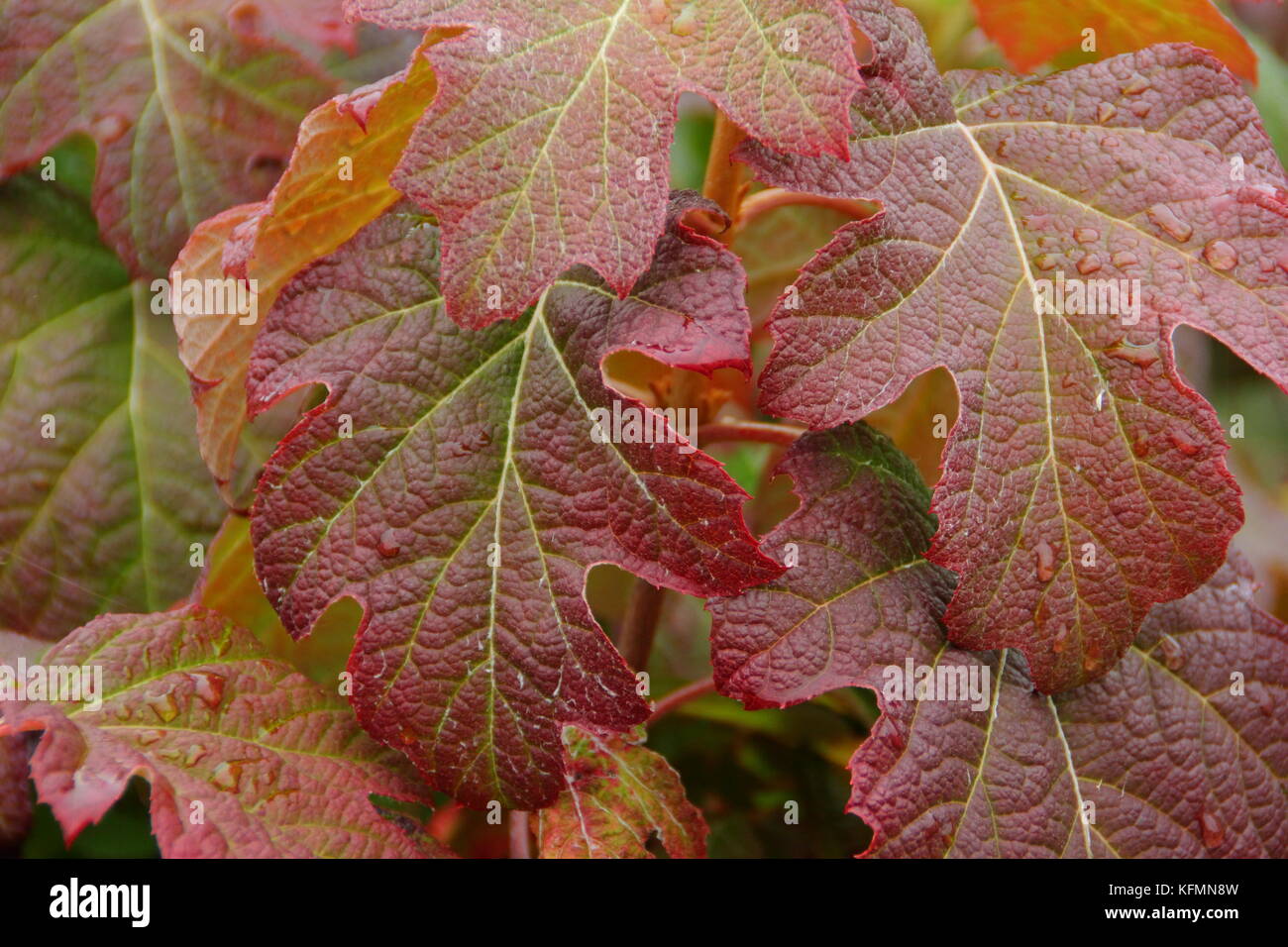 L'Hydrangea quercifolia 'Burgundy', un hortensia à feuilles de chêne,  l'affichage d'un rouge profond d'automne feuillage dans un jardin anglais  Photo Stock - Alamy