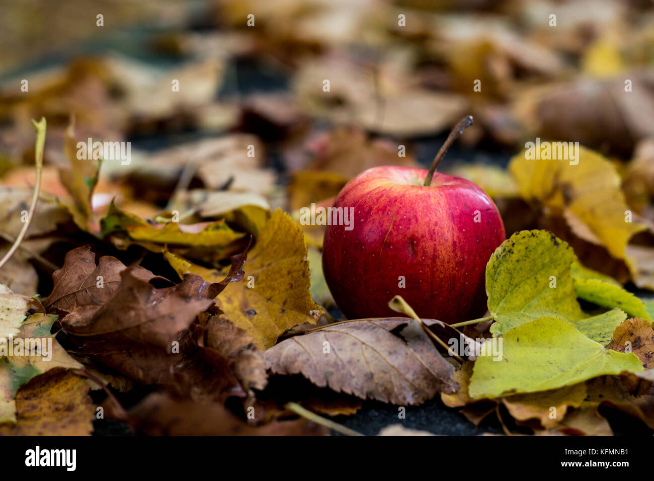 L'automne, pomme rouge couché sur la feuille Banque D'Images