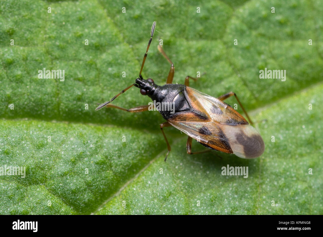 Bug de fleurs (Anthocoris olivinus silvestri) reposant sur la feuille. Tipperary, Irlande Banque D'Images