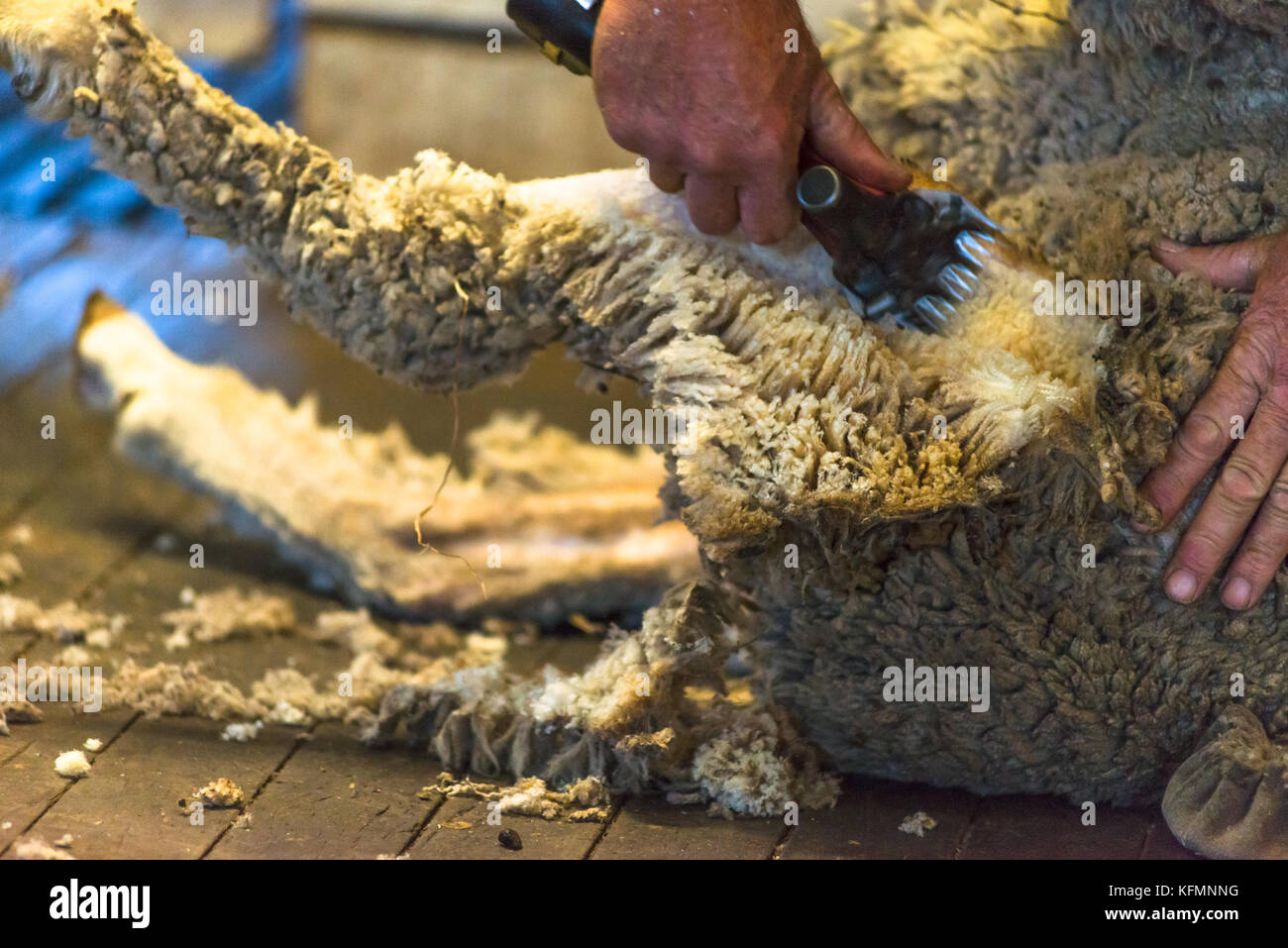 D'un cisaillement des moutons sur l'île kangourou en Australie. Banque D'Images