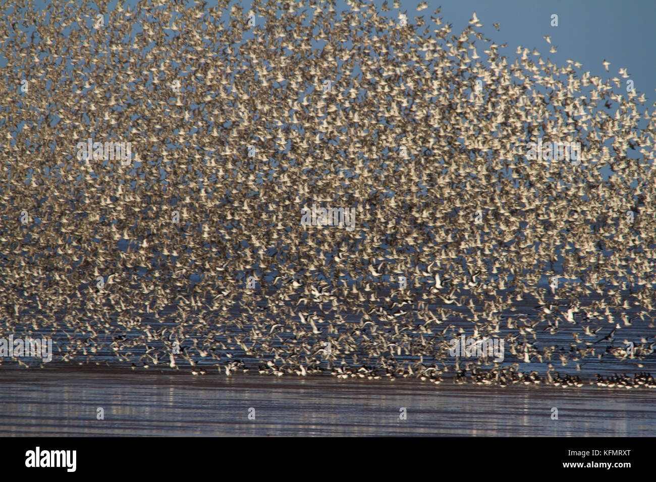 Un grand nombre d'oiseaux murmurating sur la côte de Norfolk. Banque D'Images