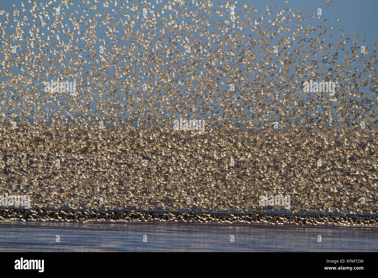 Un grand nombre d'oiseaux murmurating sur la côte de Norfolk. Banque D'Images