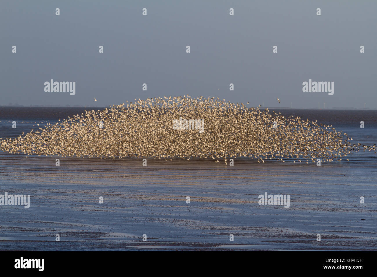 Un grand nombre d'oiseaux murmurating sur la côte de Norfolk. Banque D'Images