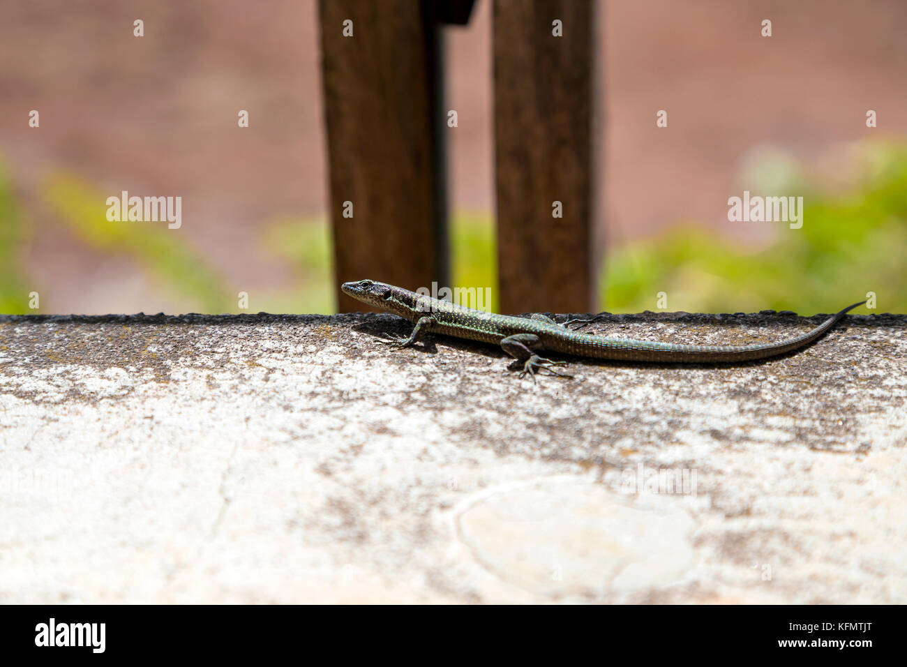 Mur de Madère (lézard Lacerta dugesii) debout sur un mur en béton à Achada do Teixeira, Madeira, Portugal Banque D'Images