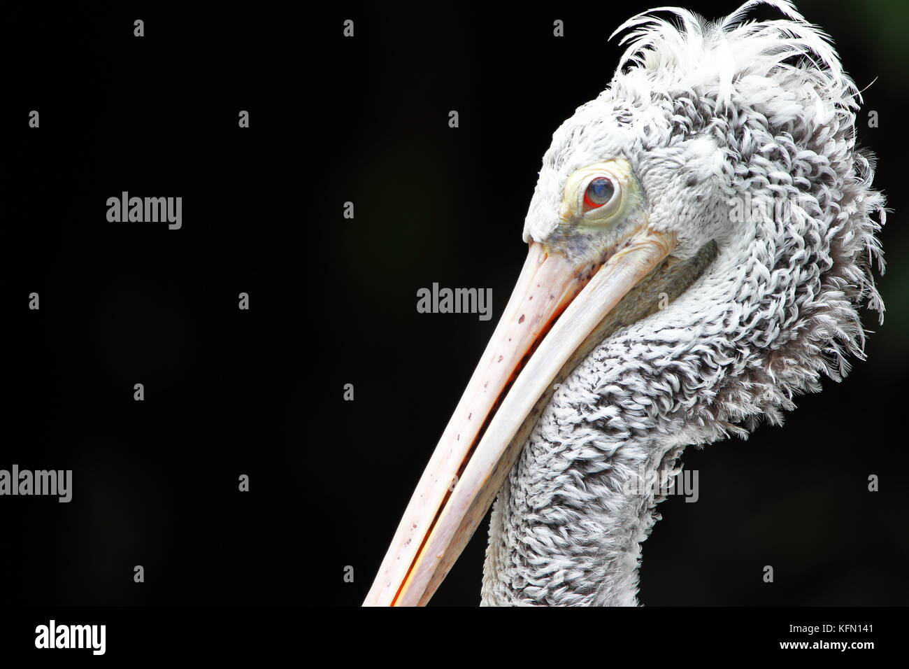 Pelican face close up Banque D'Images