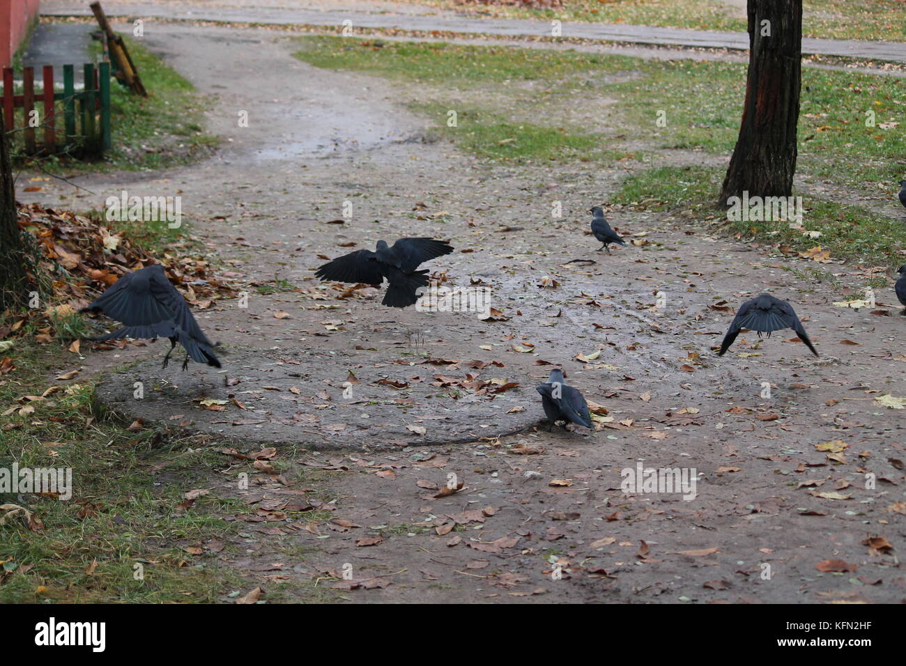 Belle la vie libre de ville noire raven en jour d'automne pluvieux Banque D'Images