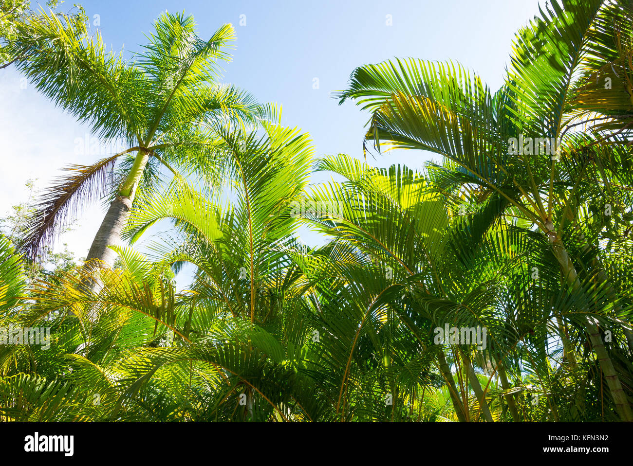 Palmiers tropicaux de byfield dans l'État du Queensland, capricorn coast, en Australie. Banque D'Images