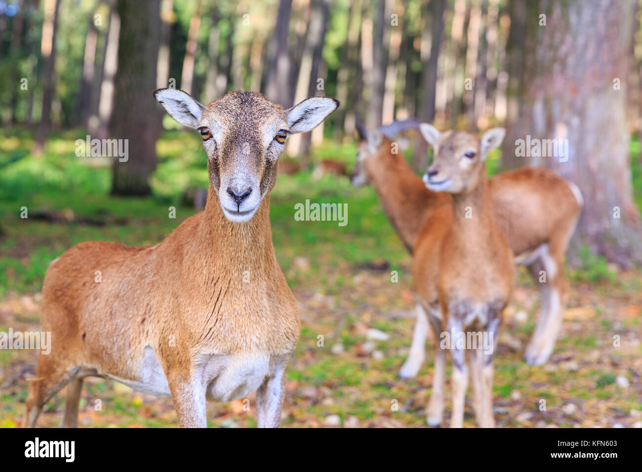 Ecouvres de mouflon d'Europe (ovis orientalis musimon), femelles en groupe dans les bois, gros plan, Allemagne Banque D'Images