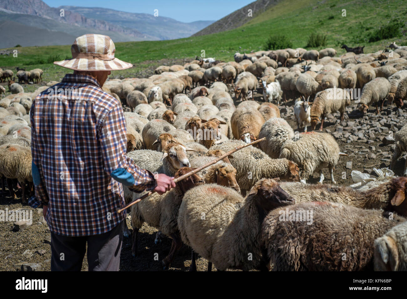 Un berger est compter les moutons dans les montagnes près de Khinalig village, région Quba, Azerbaïdjan. Khinalig est un ancien village au fond des montagnes du Caucase sur la hauteur de plus de 2 300 mètres au-dessus du niveau de la mer. Banque D'Images