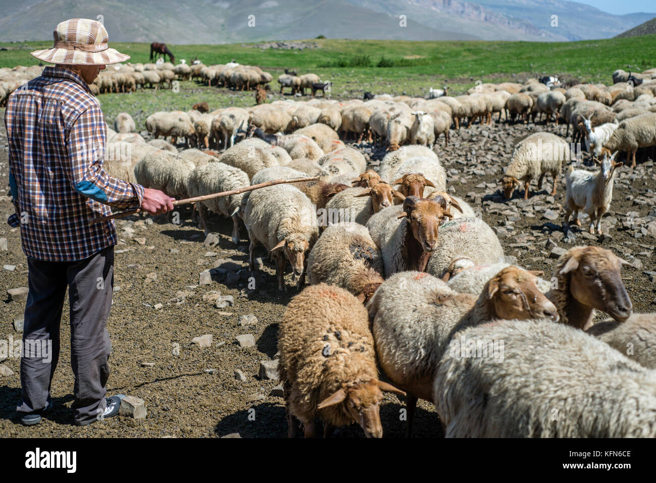 Un berger est compter les moutons dans les montagnes près de khinalig village, région quba, Azerbaïdjan. khinalig est un ancien village au fond des montagnes du Caucase sur la hauteur de plus de 2 300 mètres au-dessus du niveau de la mer. Banque D'Images
