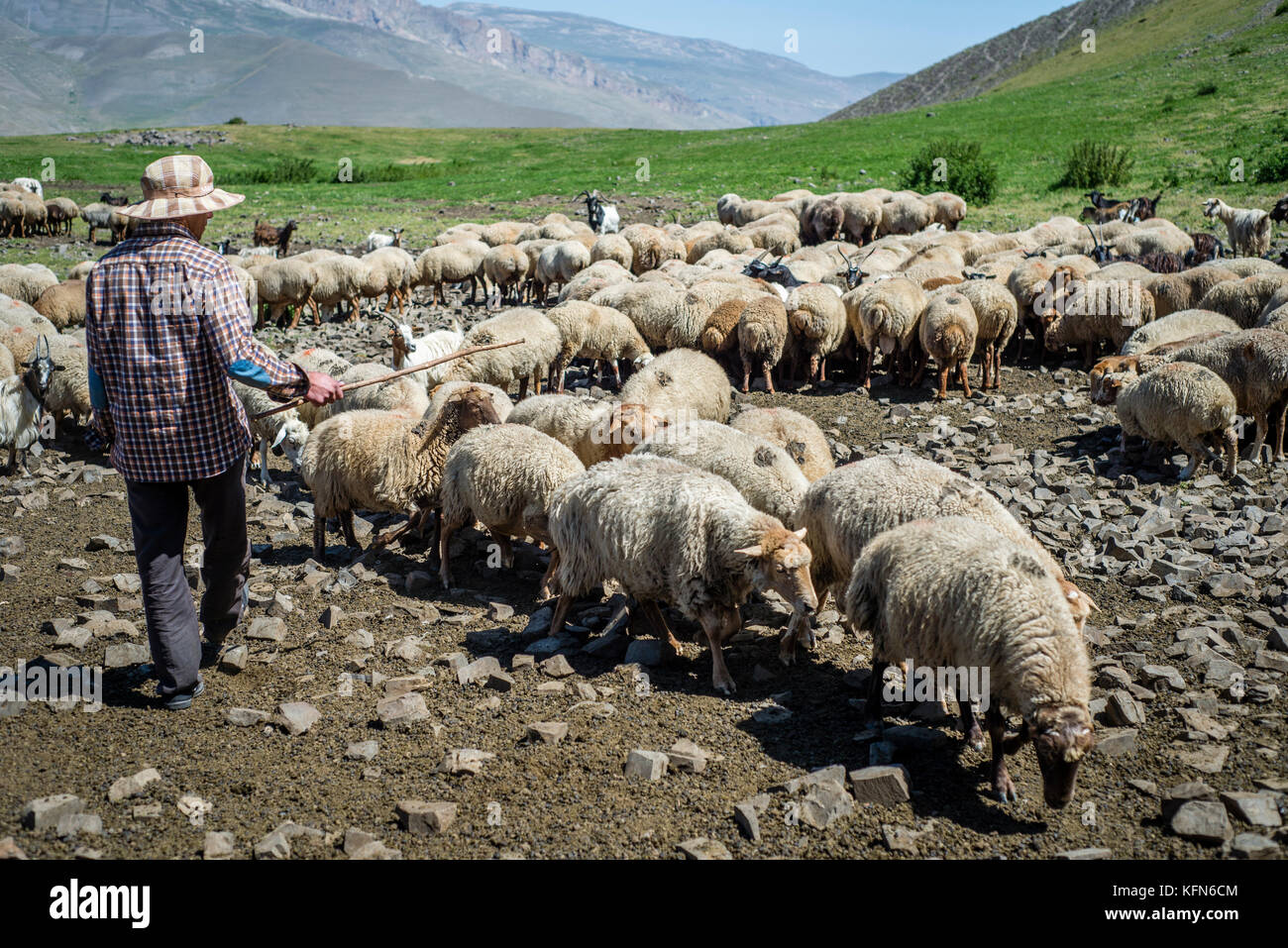 Un berger est compter les moutons dans les montagnes près de khinalig village, région quba, Azerbaïdjan. khinalig est un ancien village au fond des montagnes du Caucase sur la hauteur de plus de 2 300 mètres au-dessus du niveau de la mer. Banque D'Images