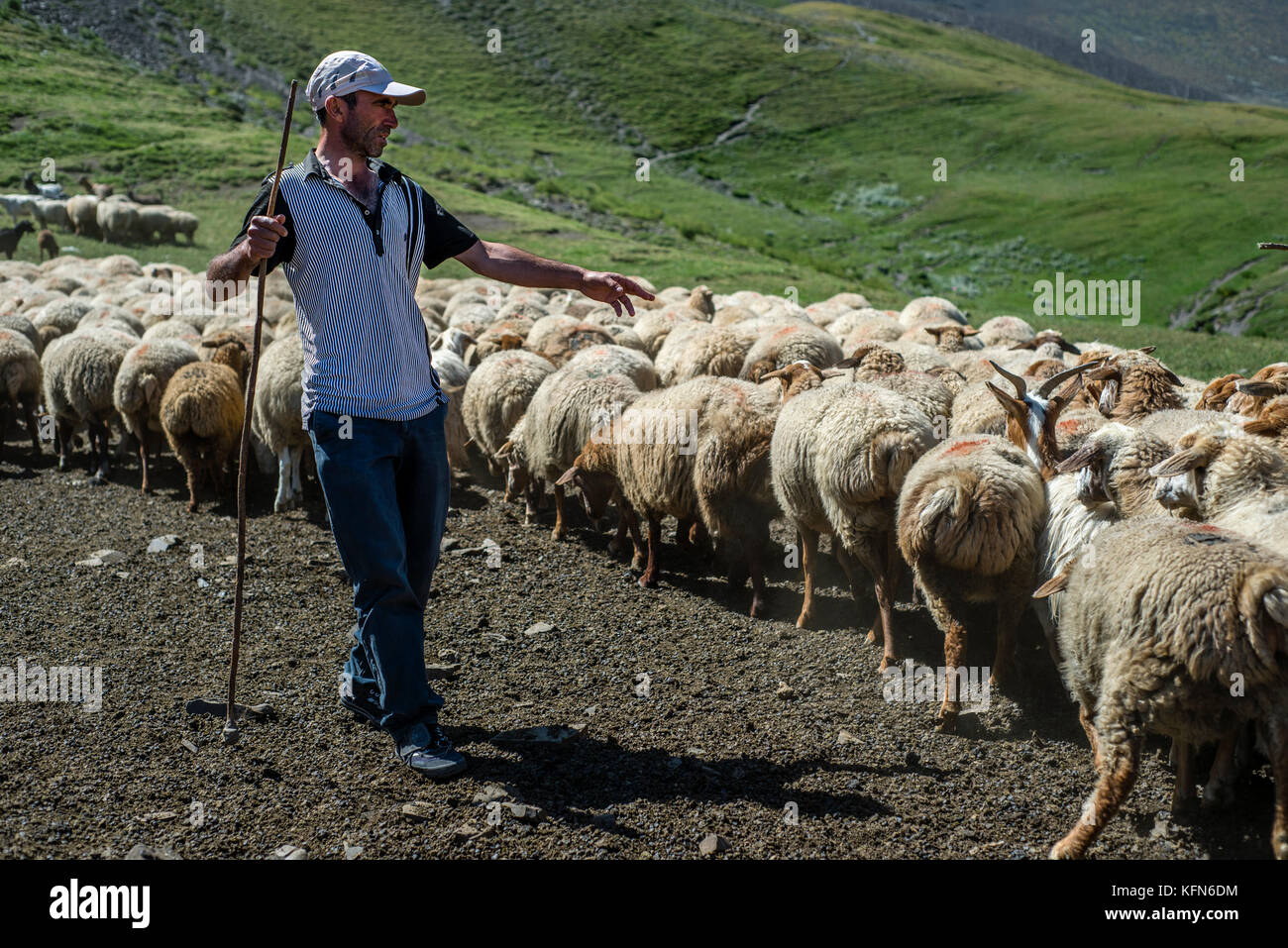 Un berger est compter les moutons dans les montagnes près de Khinalig village, région Quba, Azerbaïdjan. Khinalig est un ancien village au fond des montagnes du Caucase sur la hauteur de plus de 2 300 mètres au-dessus du niveau de la mer. Banque D'Images