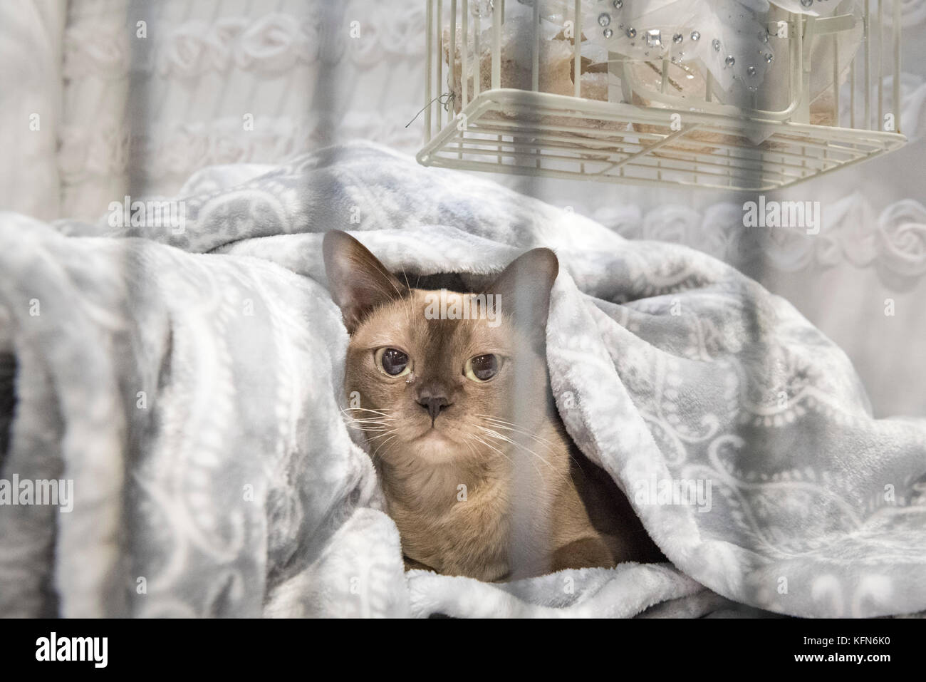 NEC, Birmingham, West Midlands, Royaume-Uni. 28 octobre 2017. Sur la photo : de luxe en cage : un chat birman ressemble de sa cage dans l'attente d'être jugé. / Hund Banque D'Images