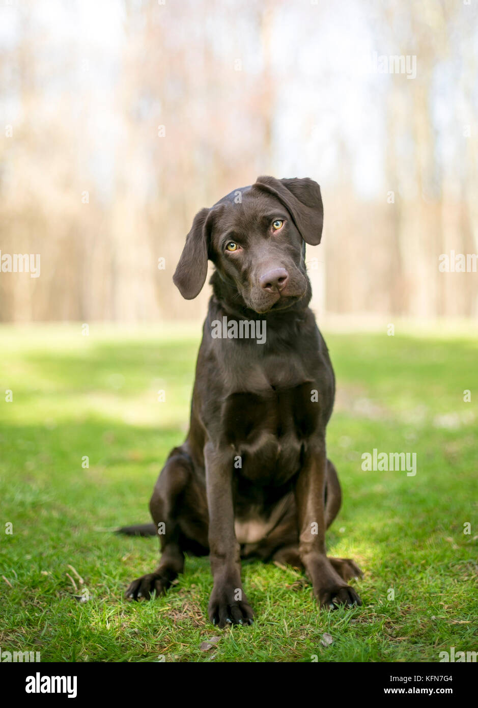 Un chocolat Labrador Retriever puppy sitting outdoors et écouter avec une inclinaison de tête Banque D'Images