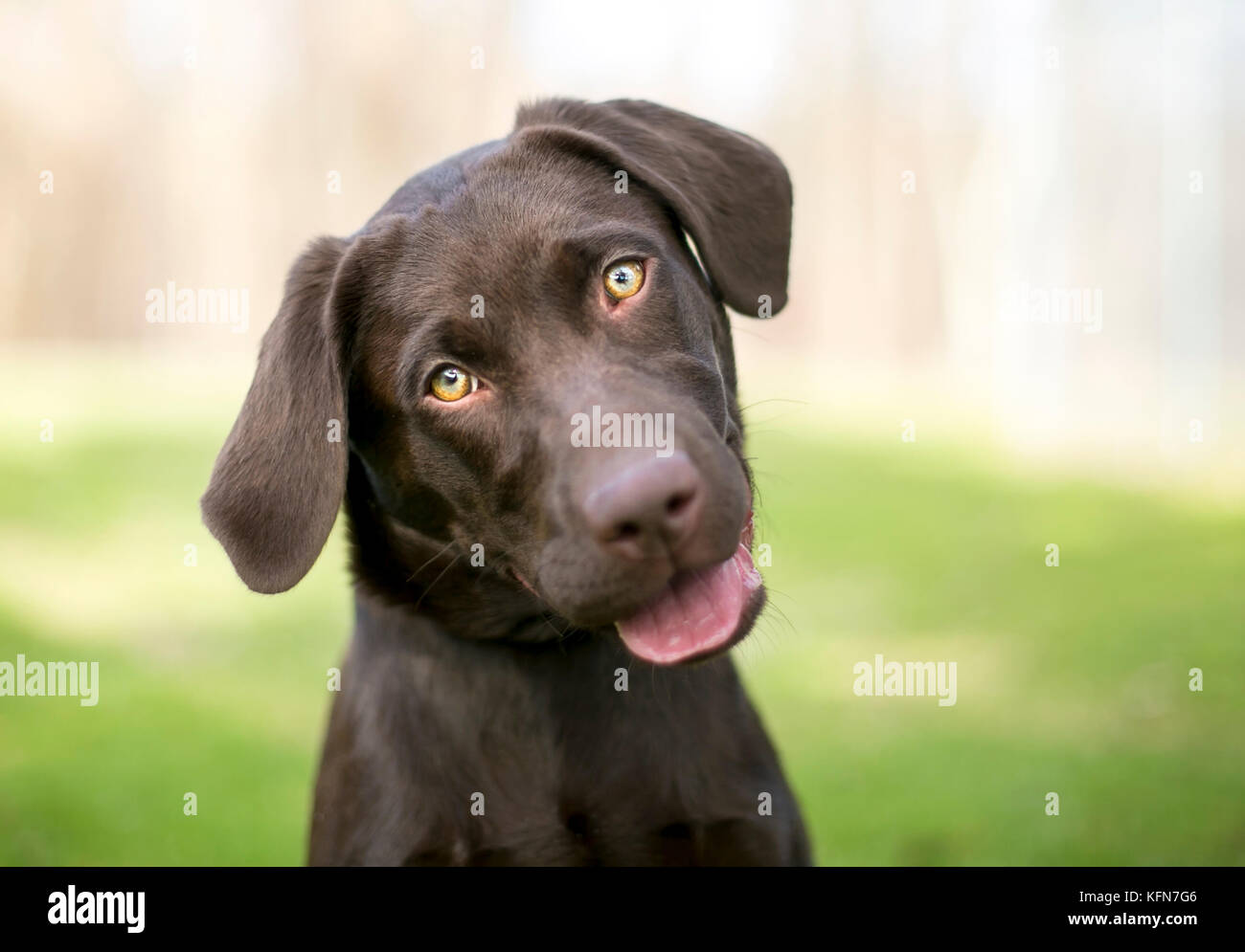 Un chiot Labrador Retriever Chocolat écoute avec une inclinaison de tête Banque D'Images