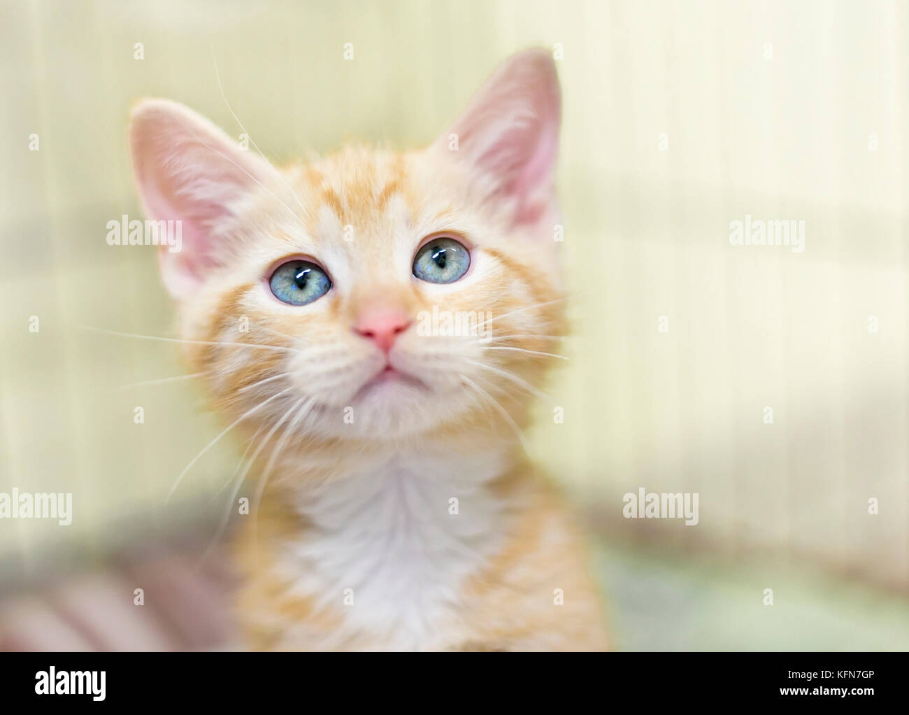 Un mignon chaton tabby orange avec des yeux bleus Banque D'Images