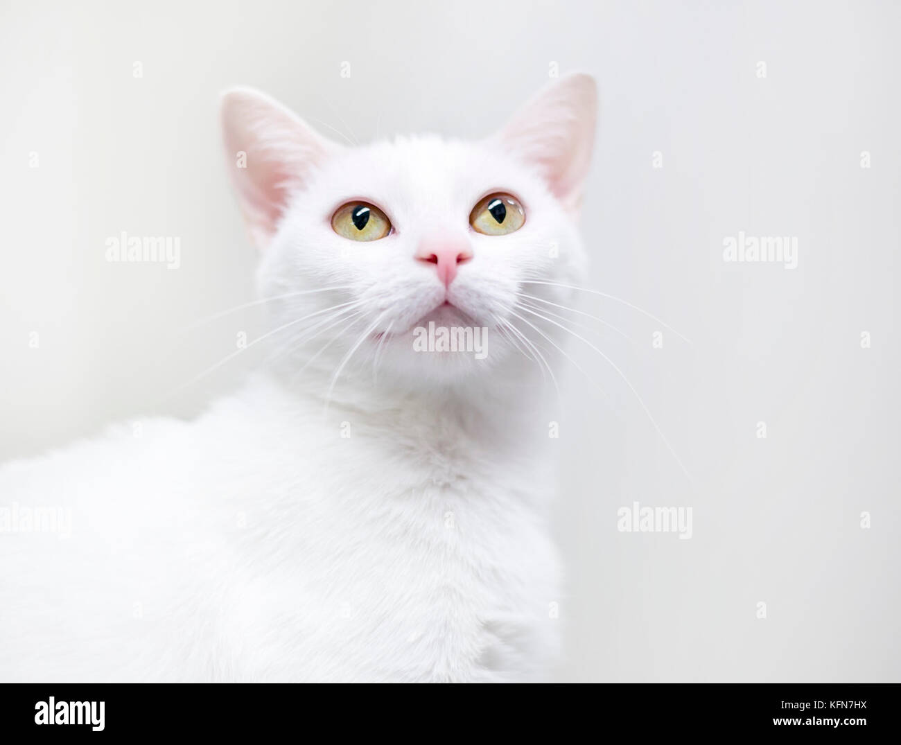 Un intérieur blanc shorthair chat avec les yeux jaune Banque D'Images
