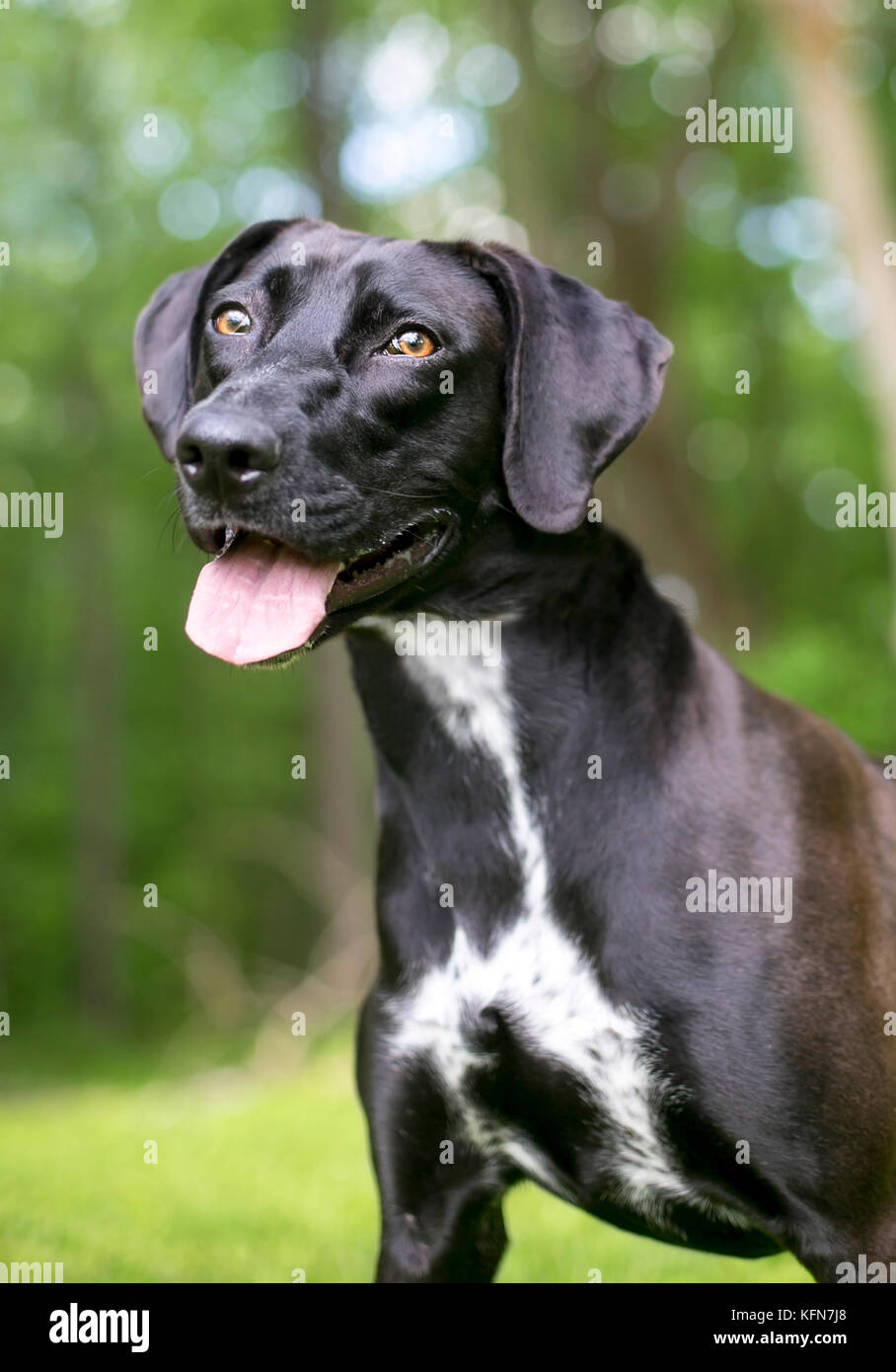 Un noir et blanc Retriever dog avec une expression heureuse Banque D'Images