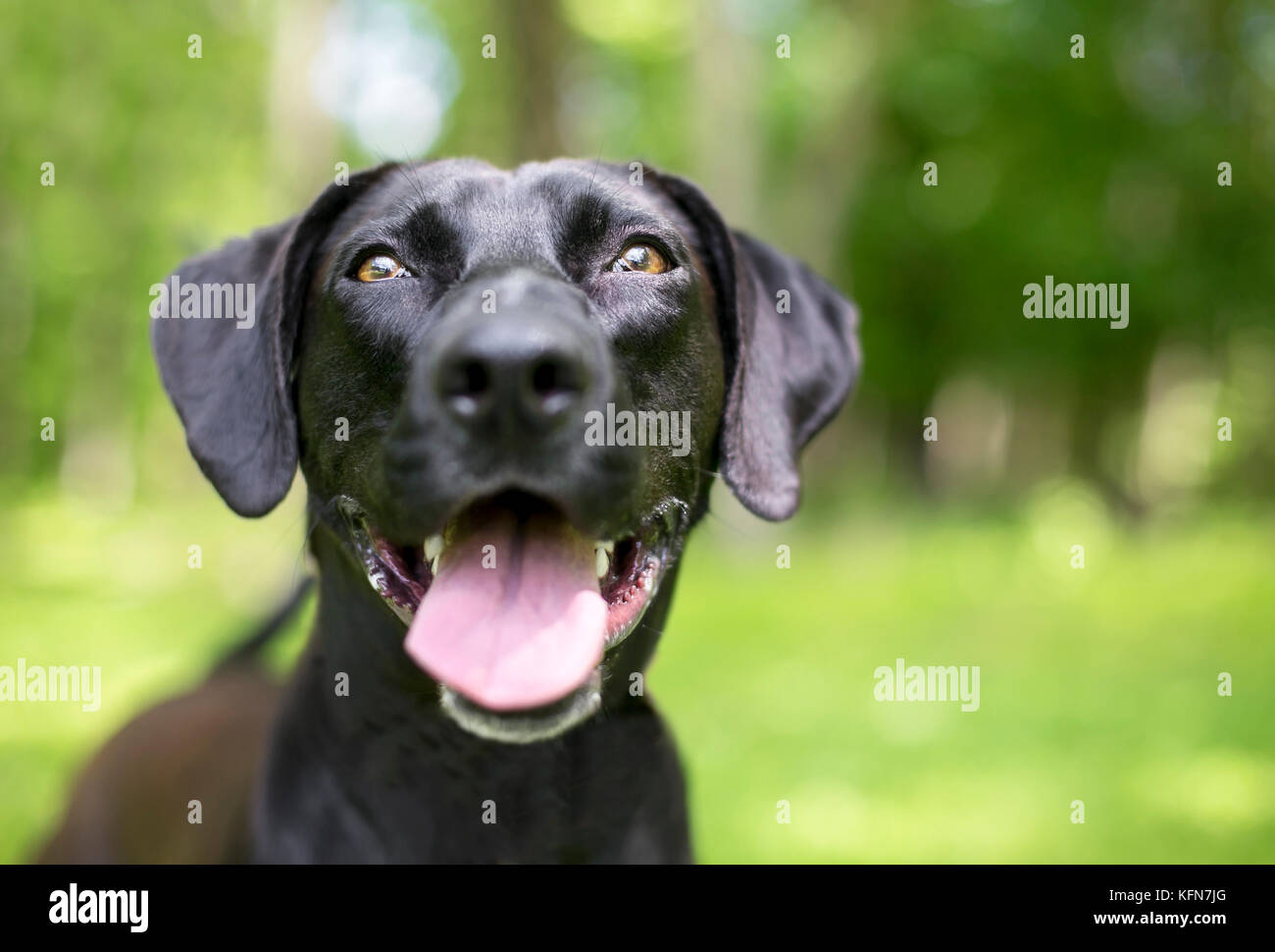 Close-up of a black Labrador Retriever dog avec une expression heureuse Banque D'Images