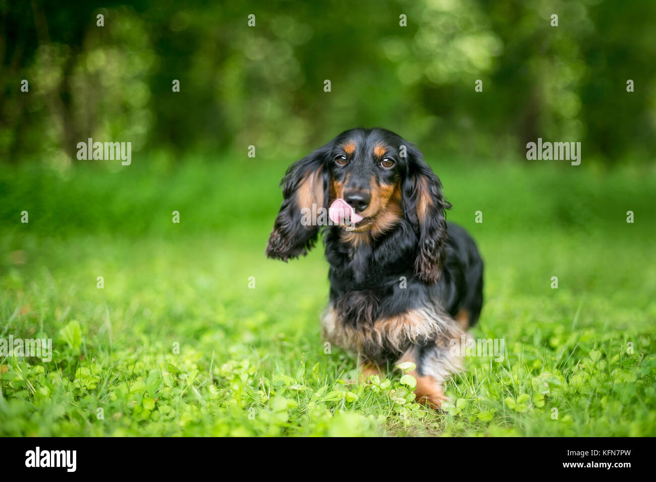 Un Teckel à poil long chien léchant ses lèvres Banque D'Images