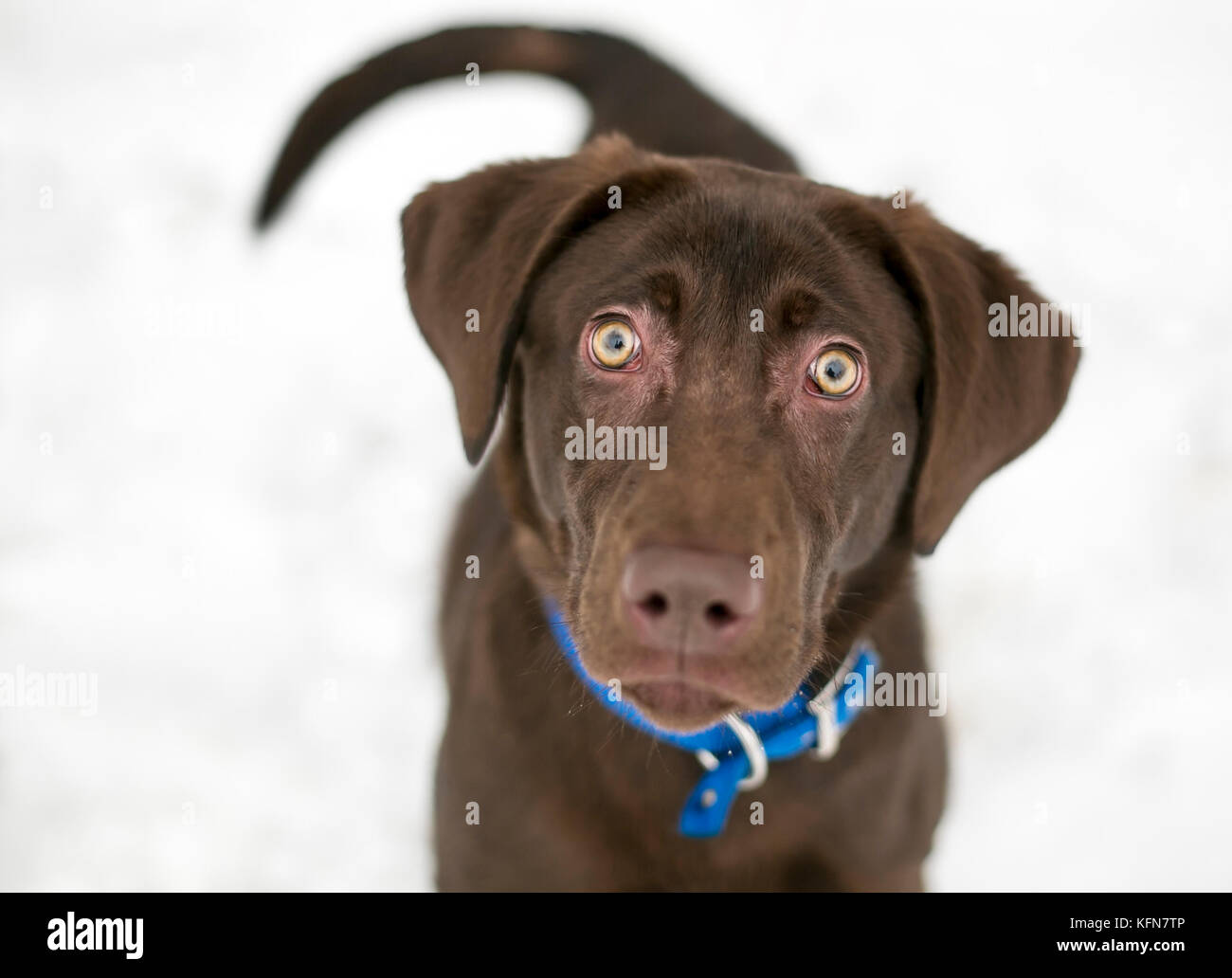 Un chocolat Labrador Retriever dog wearing a blue collar en plein air dans la neige Banque D'Images