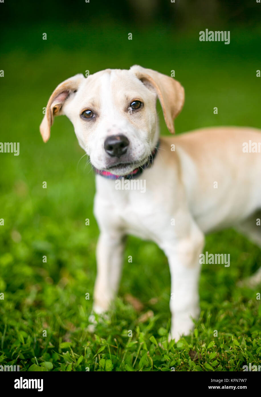 Un Labrador Retriever mixed breed puppy outdoors Banque D'Images