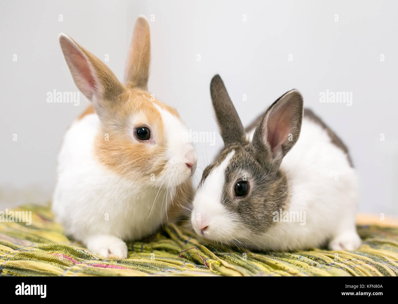 Une paire de lapins Hollandais domestiqués Banque D'Images