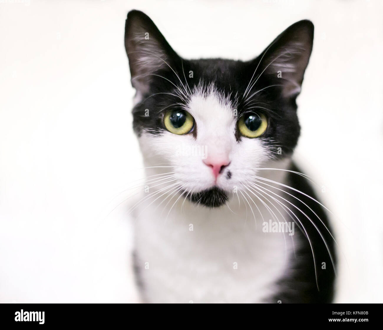 Un Noir Et Blanc Shorthair Domestique Avec Les Yeux De Chat Jaune Photo Stock Alamy Un Noir Et Blanc Shorthair Domestique Avec Les Yeux De Chat Jaune Photo Stock Alamy